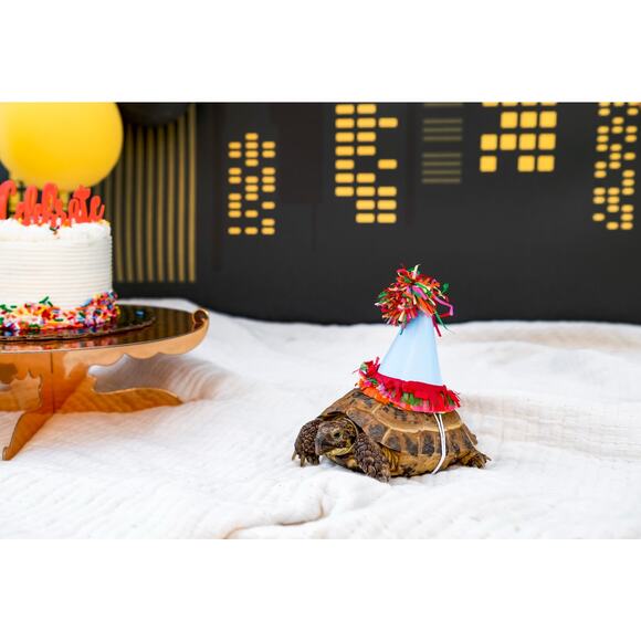 POW! Comic book Hero themed | Pet Party Box - Picture 4 of 4